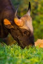 Close up portrait of Wild Gaur Royalty Free Stock Photo