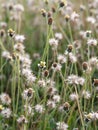 close up portrait of wild grass flowers, beautiful. selective focus.