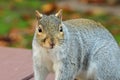 Grey squirrel on a picnic table Royalty Free Stock Photo
