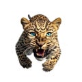 close-up portrait of a wild leopard, attacks, jumps towards the camera, angry animal grin, isolated Royalty Free Stock Photo