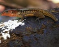 Close-up portrait of a wild lizard basking in the sun on rocks inside the Corcovado National Park, Costa Rica Royalty Free Stock Photo