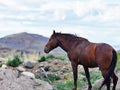 Close up portrait of a Wild Mustang horse in the Nevada desert. Royalty Free Stock Photo