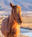 Close-up portrait of a Wild Mustang horse in the Nevada desert. Royalty Free Stock Photo