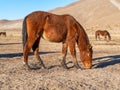 Close-up portrait of a Wild Mustang horse in the Nevada desert. Royalty Free Stock Photo