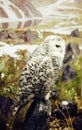 Close up portrait of wild nature owl, lifestyle real bird