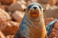 Close up Portrait of a Wild Seal Basking in Sunlight on Rocky Terrain with Expressive Face and Whiskers