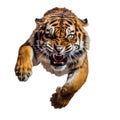 close-up portrait of a wild tiger, attacks, jumps towards the camera, angry animal grin, isolated Royalty Free Stock Photo