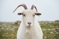 Close up portrait of wild white mountain goat with little horns Royalty Free Stock Photo