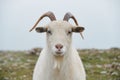 Close up portrait of wild white mountain goat with little horns Royalty Free Stock Photo