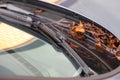 A close up portrait of a windshield wiper of a car standing at its lowest of base position and the blade is resting on the glass Royalty Free Stock Photo