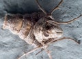 Close up Portrait of Wingless Female Fall Cankerworm Moth on Blu