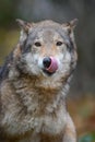 Close up portrait wolf in autumn forest background