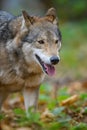 Close up portrait wolf in autumn forest background