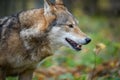 Close up portrait wolf in autumn forest background