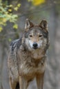 Close up portrait wolf in autumn forest background