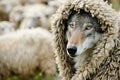 Close-up portrait of a wolf disguised in sheep\'s skin near a quiet flock, trying to deceit one of the sheep