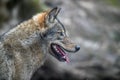 Close up portrait wolf in winter forest background