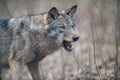 Close up portrait wolf in winter forest background