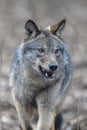 Close up portrait wolf in winter forest background