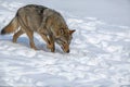 Close up portrait wolf in winter forest background