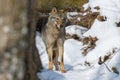 Close up portrait wolf in winter forest background