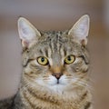 Close-up portrait of wonderful tabby cat.