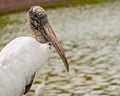 Close up portrait of wood stork, mycteria americana Royalty Free Stock Photo
