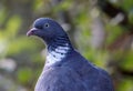 Close-up portrait of a woodpigeon Royalty Free Stock Photo