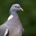 A close-up portrait of a Woodpigeon (Columba palumbus). Royalty Free Stock Photo