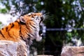 A close up portrait of a yawning siberian tiger. The dangerous predator is lying on a rock. The big cat is very tired, but it Royalty Free Stock Photo