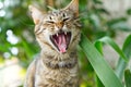 Close up portrait of yawning striped cat on green grass background. non-pedigree cats