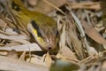 Portrait of a yellow anaconda snake Royalty Free Stock Photo