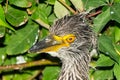 A Close-up Portrait of a Yellow-crowned Night Heron Chick Royalty Free Stock Photo