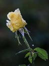 Close-up portrait of yellow rose with lots of drops of water in strong backlight. Royalty Free Stock Photo