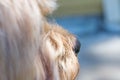 Close up portrait of a yorkshire terrier with selective focus on nose - dog pov Royalty Free Stock Photo