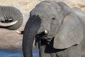 Close up and portrait of a young African Elephant drinking from waterhole. Wildlife Safari in the Chobe National Park, travel dest Royalty Free Stock Photo