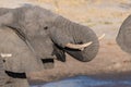 Close up and portrait of a young African Elephant drinking from waterhole. Wildlife Safari in the Chobe National Park, travel dest Royalty Free Stock Photo