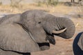 Close up and portrait of a young African Elephant drinking from waterhole. Wildlife Safari in the Chobe National Park, travel dest Royalty Free Stock Photo