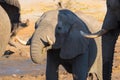 Close up and portrait of a young African Elephant drinking from waterhole. Wildlife Safari in the Chobe National Park, travel dest Royalty Free Stock Photo