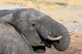 Close up and portrait of a young African Elephant drinking from waterhole. Wildlife Safari in the Chobe National Park, travel dest Royalty Free Stock Photo