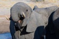 Close up and portrait of a young African Elephant drinking from waterhole. Wildlife Safari in the Chobe National Park, travel dest Royalty Free Stock Photo