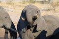 Close up and portrait of a young African Elephant drinking from waterhole. Wildlife Safari in the Chobe National Park, travel dest Royalty Free Stock Photo