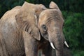 Close up portrait of African elephant female Royalty Free Stock Photo