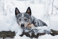 Close up portrait of young australian cattle dog or blue heeler lying down on tree trunk at winter Royalty Free Stock Photo