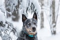 Close up portrait of young australian cattle dog or blue heeler at winter forest Royalty Free Stock Photo