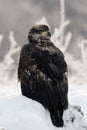 Close up Portrait of a young Bald Eagle Royalty Free Stock Photo