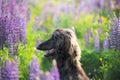 Close-up Portrait of young and beautiful afghan hound dog in the field Royalty Free Stock Photo