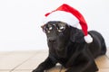 close up portrait of a young beautiful black labrador dog wearing modern sunglasses and a santa hat. white background. Christmas Royalty Free Stock Photo