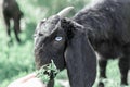 Close-up portrait of a young black goat eating grass from person`s hand. Anglo-Nubian breed of domestic goat