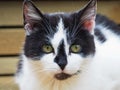 Close-up portrait of a young black and white spotted cat with yellow eyes. Royalty Free Stock Photo